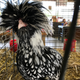 I’m not chicken.